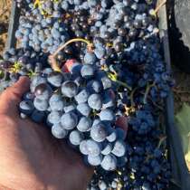 ? Винный Виноград с солнечной Тамани, в Москве