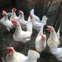 Птица, в Иркутске