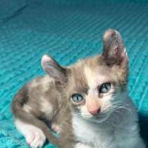 Сфинкс эльф, в Волгограде