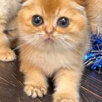 Шотландский котенок в добрые руки бесплатно, в Геленджике