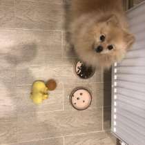 Продам Шпица, в Москве