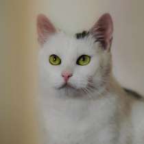 Чудо кошка в добрые руки, в Санкт-Петербурге