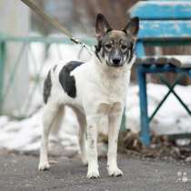 Стрелка, воспитанная, ласковая домашняя собачка в дар, в Москве