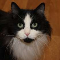 Ищет дом котик Бориска. В добрые руки, в Москве