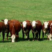 Коровы бычки телята Оренбурге, в Оренбурге