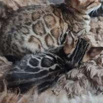 Продаю Бенгальских котят 1,5 мес.300$, в г.Бишкек
