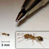 Уничтожение муравьев в Орле без запаха, в Орле