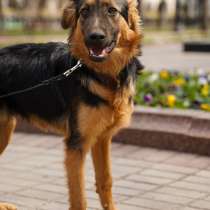 Антуан, роскошный подросток в добрые руки, в Москве