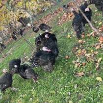 Продаются местные индюки. Живой вес -500₽.с 6кг и выше !, в Москве