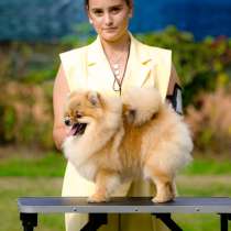 Pomeranian puppy, в г.Каир