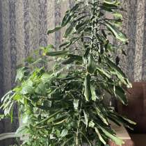 Комнатный цветок, в Новосибирске