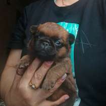 Рыжий мальчик пти-брабансон, в Москве