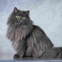 Нежная ласковая кошечка Котюня, в Москве