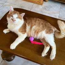 Харизматичный чеширский кот ищет дом, в Санкт-Петербурге