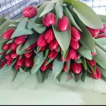 Тюльпаны оптом и в розницу. Домашние горшочные цветы, в г.Бишкек