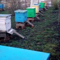 Продаю пчёлосемьи, в Туле