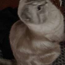 Шотландский вислоухий кот на вязку, в Омске