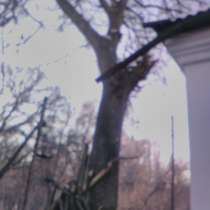 Дерево Орех, в г.Бишкек