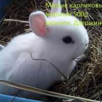 Карликовые крольчата, в Дзержинске
