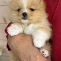 Немецкий шпиц девочка, в Истре