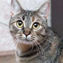 Ручная и ласковая кошечка Джули в дар, в Москве