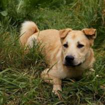 Отдам даром Добрый день, дорогой хозяин, в Санкт-Петербурге