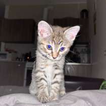 Котенок (девочка), 8 месяцев, в Апрелевке