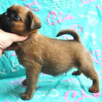 Малый брабансон мальчик, в Москве