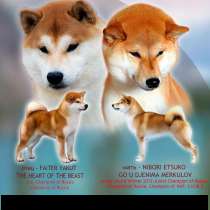 Щенки Сиба ину шиба ину, в Санкт-Петербурге