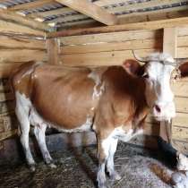 Продам корову, в Ачинске