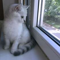 Британский котенок - серебристая шиншилла, в Москве