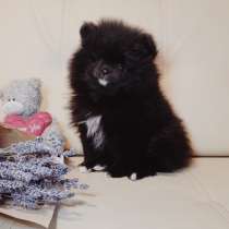 Щенки шпица, в Москве