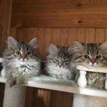Сибирские котята, в Челябинске