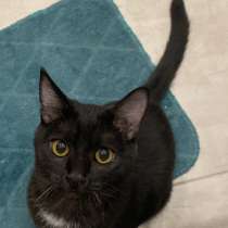 Кошечка в добрые руки, в Москве