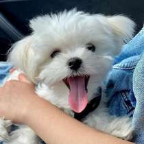 Щенки мальтийской болонки ищут новый дом неподалеку, в г.Энгельберг