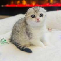 Котята Scottish Fold Straight, в г.Хельсинки