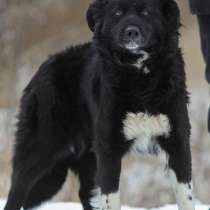 Злата, идеальная собака ждет в приюте, в Москве