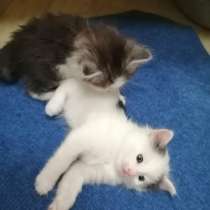 Котенок, в Москве