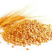 Пшеница, в Липецке