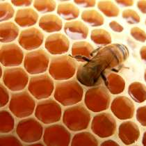 Ищу партнера в растущий бизнес с продуктами пчеловодства, в Калуге