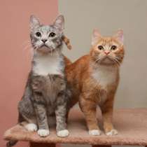 Идеальная пара — котик Ганс и кошка Булочка. В добрые руки, в Калуге