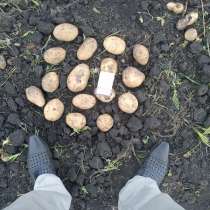 Картофель оптом без посредников.от производителя, в Чебоксарах