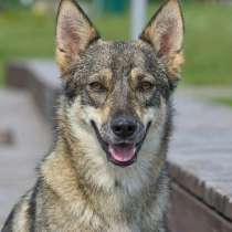 Леди - миниатюрная волчица, с очень добрым сердцем, в Москве