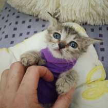 Девон рекс, в Волгодонске