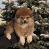 Супер щенок акита -ину, в Петрозаводске