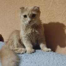 Шотладская кошка даром, в Новосибирске