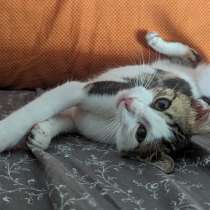 Трехцветный котенок в поисках любящей семьи, в г.Подгорица