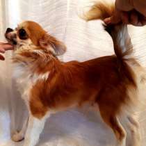 Продажа чихуа дл. ш, в Москве