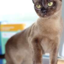 Бурма соболиная кошечка, в Москве