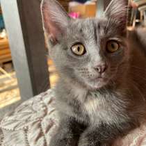 Котенок внук мейн куна, в Уфе